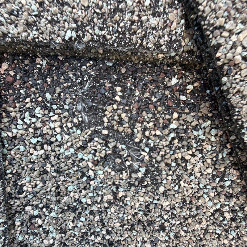 Asphalt shingle roof granule loss from hail damage
