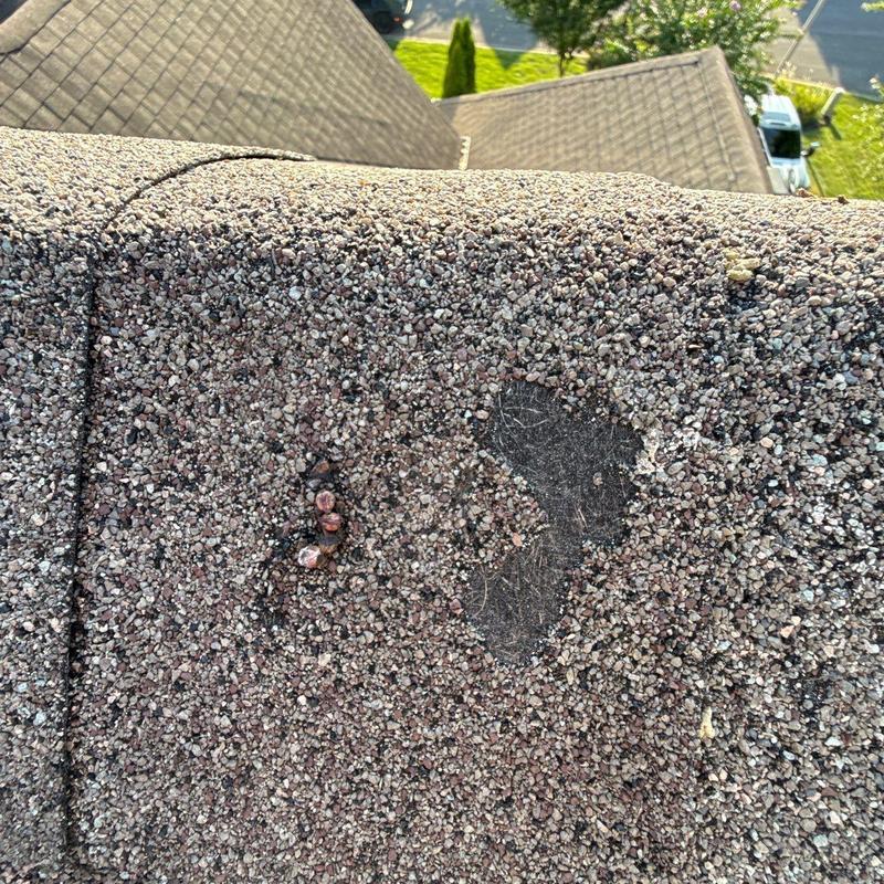 Asphalt shingle roof with hail damage and granule loss