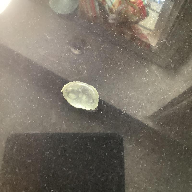 Garbage disposal foreign object removed on black countertop