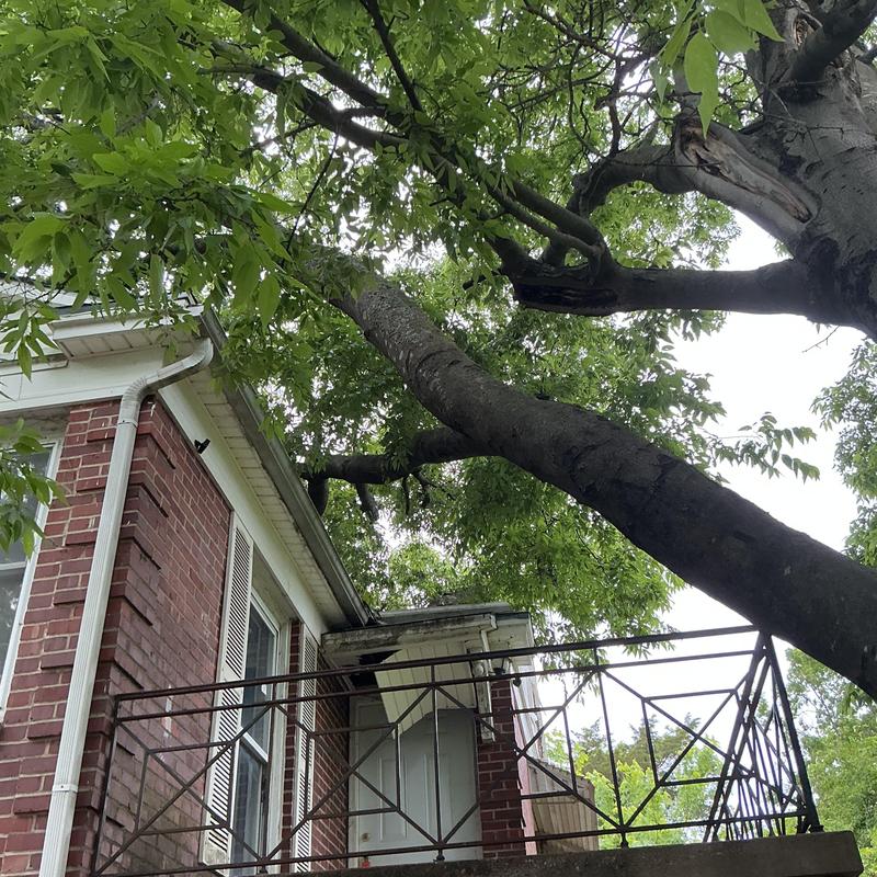 Tree limbs over roof and balcony railing