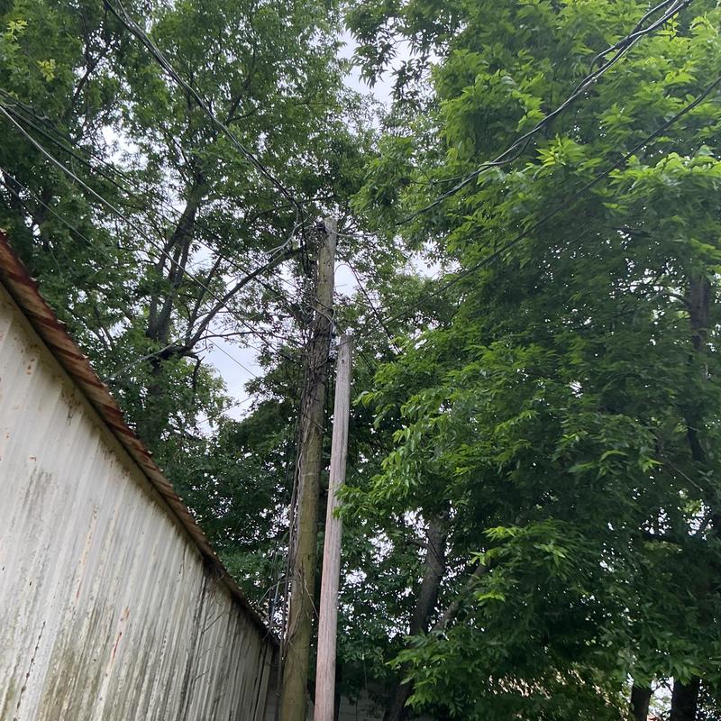 Power lines near dense overgrown trees in alleyway