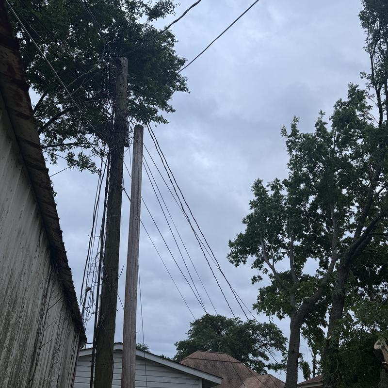Power lines with overgrown tree limbs near house roof