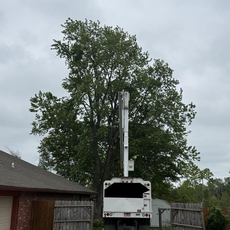 Bucket truck lifting arborist for tree removal near home