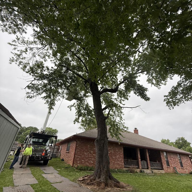 Tree removal with bucket truck near brick house