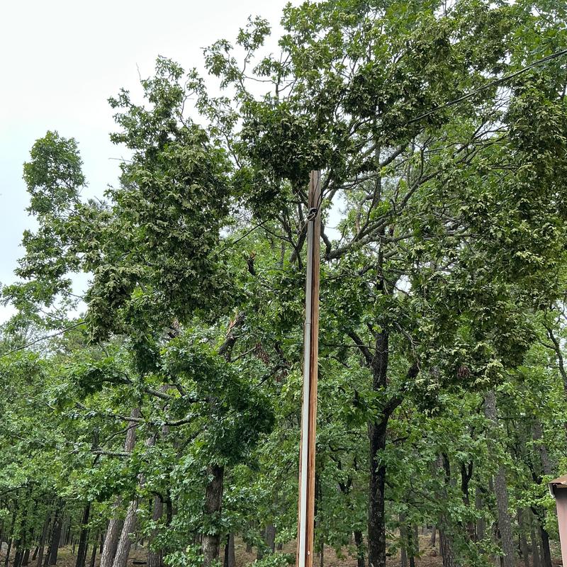 Power lines with tree branches hanging dangerously