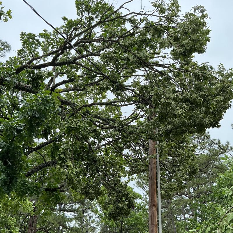 Tree tangled in power lines at utility pole