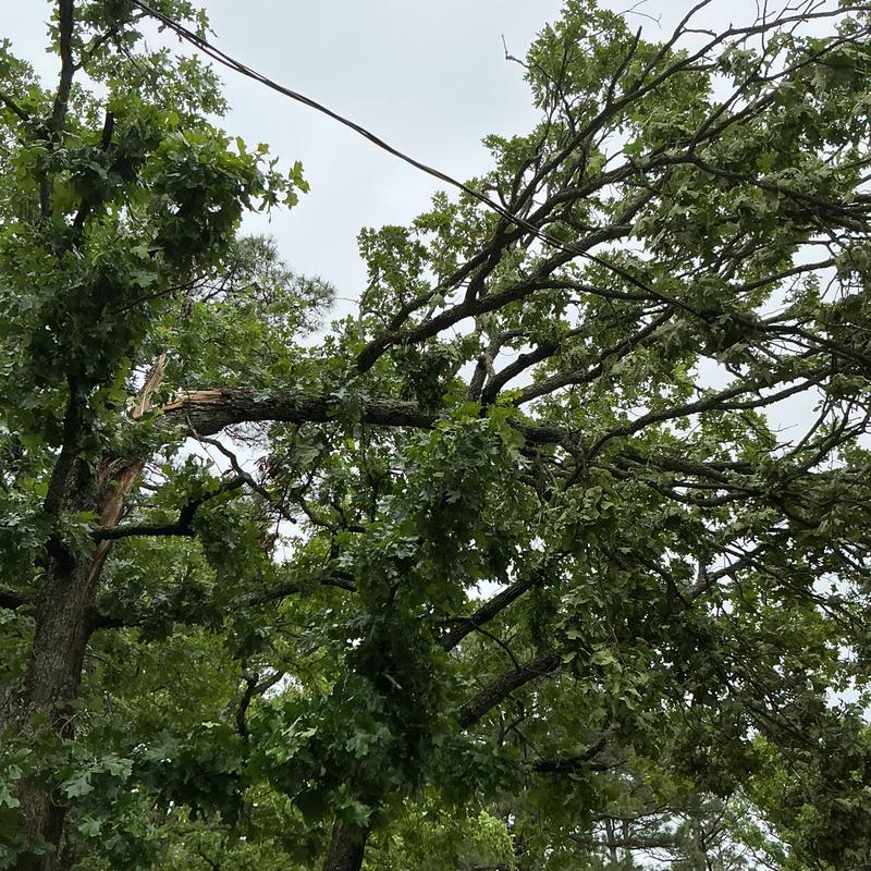 Power lines tangled in broken tree limb