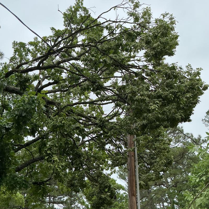 Tree tangled in power lines before emergency removal