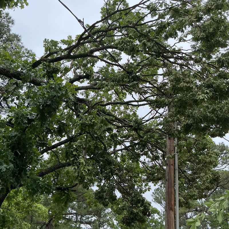 Tree branches tangled in power lines over pole