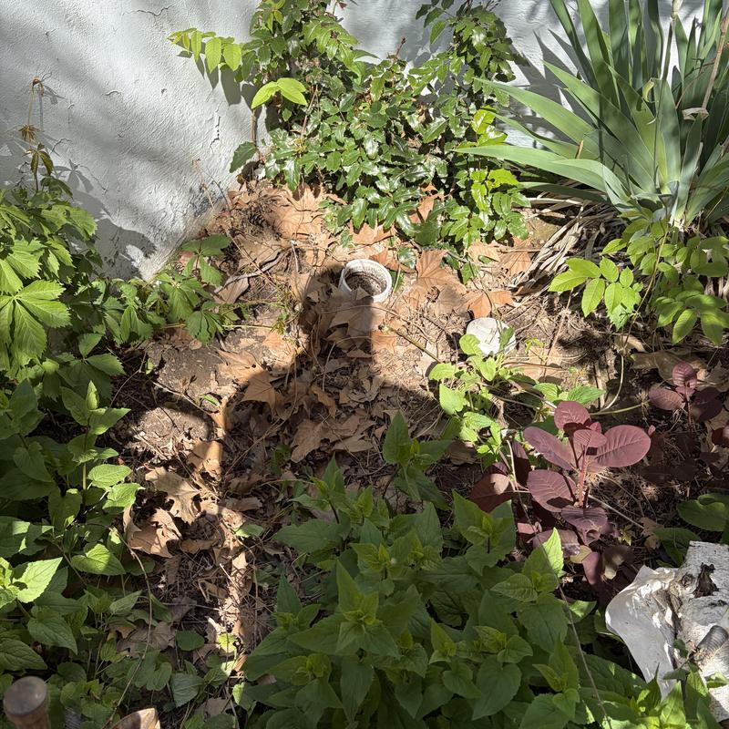 Outdoor sewer cleanout pipe surrounded by plants and leaves