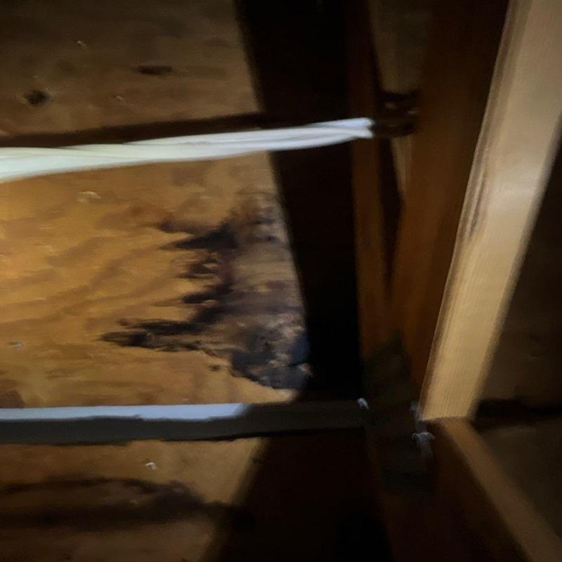 Roof sheathing with water damage and mold near joist