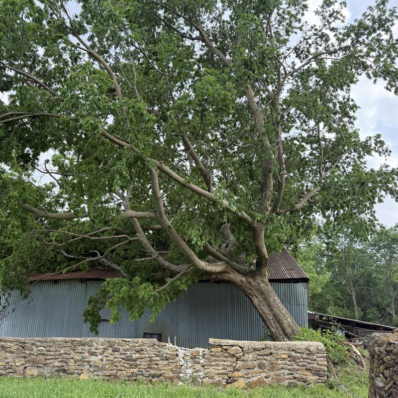 Tree fallen on barn roof after tornado in Kiowa, OK Tree fallen on barn roof after tornado in Kiowa, OK