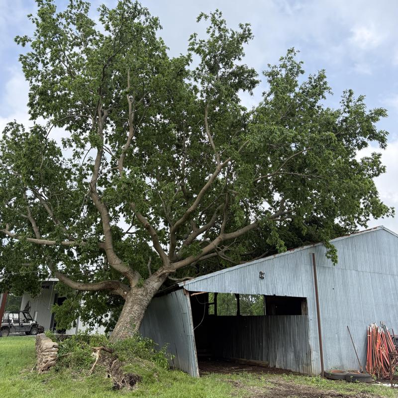Tree on barn roof storm damage cleanup in Kiowa OK Tree on barn roof storm damage cleanup in Kiowa OK