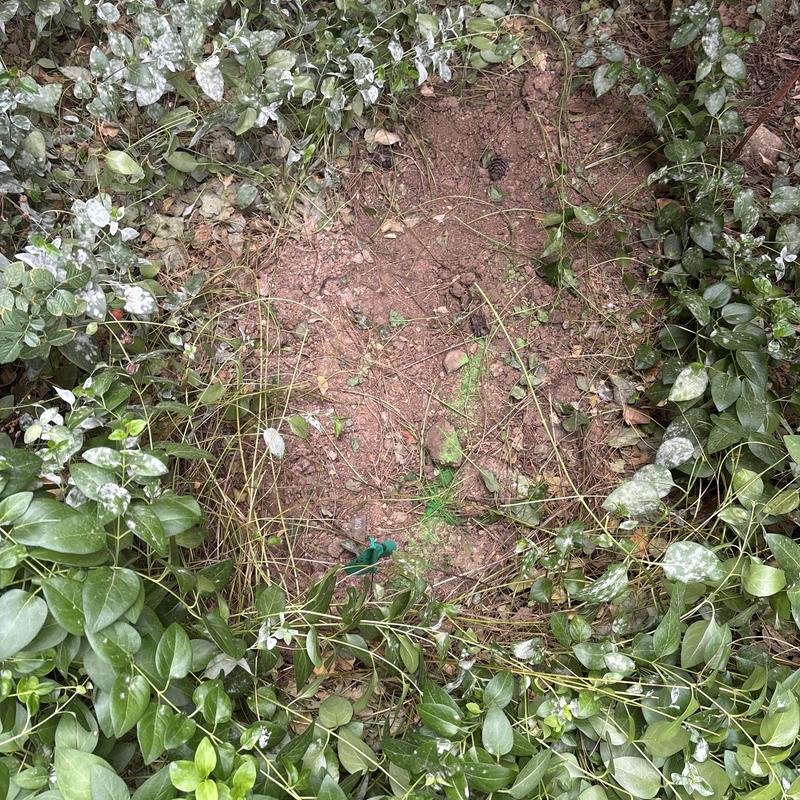 Septic system inspection area with surrounding vegetation Septic system inspection area with surrounding vegetation