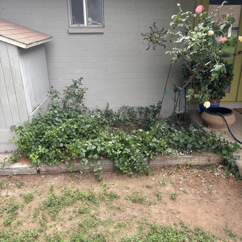 Septic system referral with garden bed beside house wall Septic system referral with garden bed beside house wall