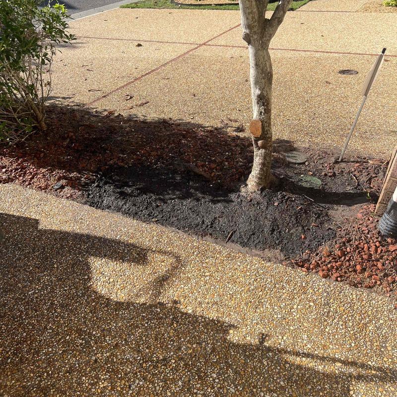 Underground PVC pipe excavation near tree roots