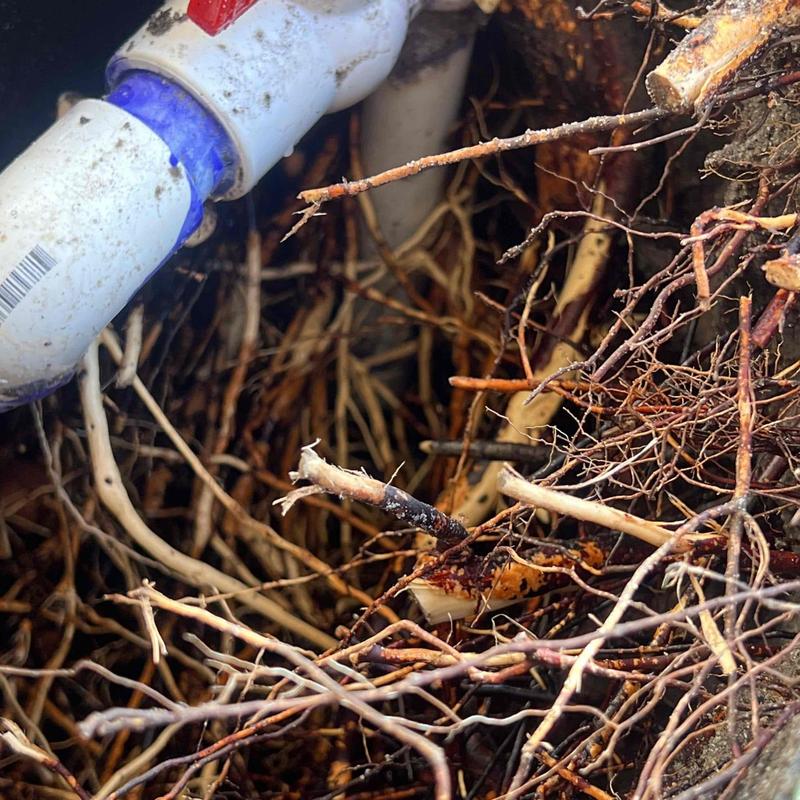 PVC pipe damaged by tree roots underground excavation