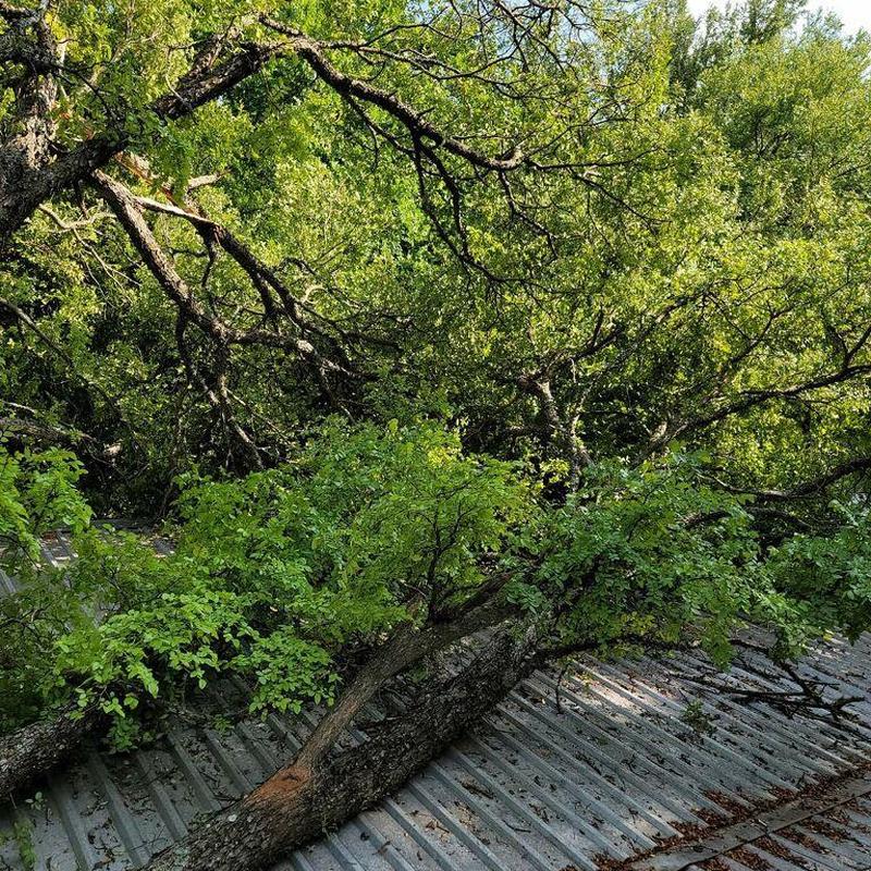 Metal roof with fallen tree branch damage