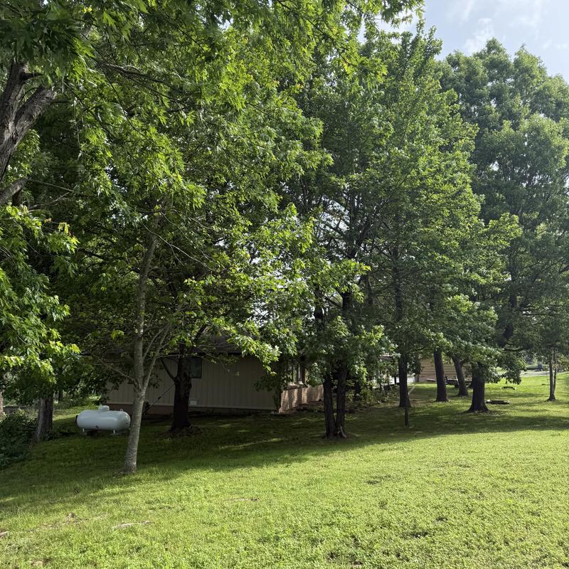 Mature trees with dense canopy near residential home
