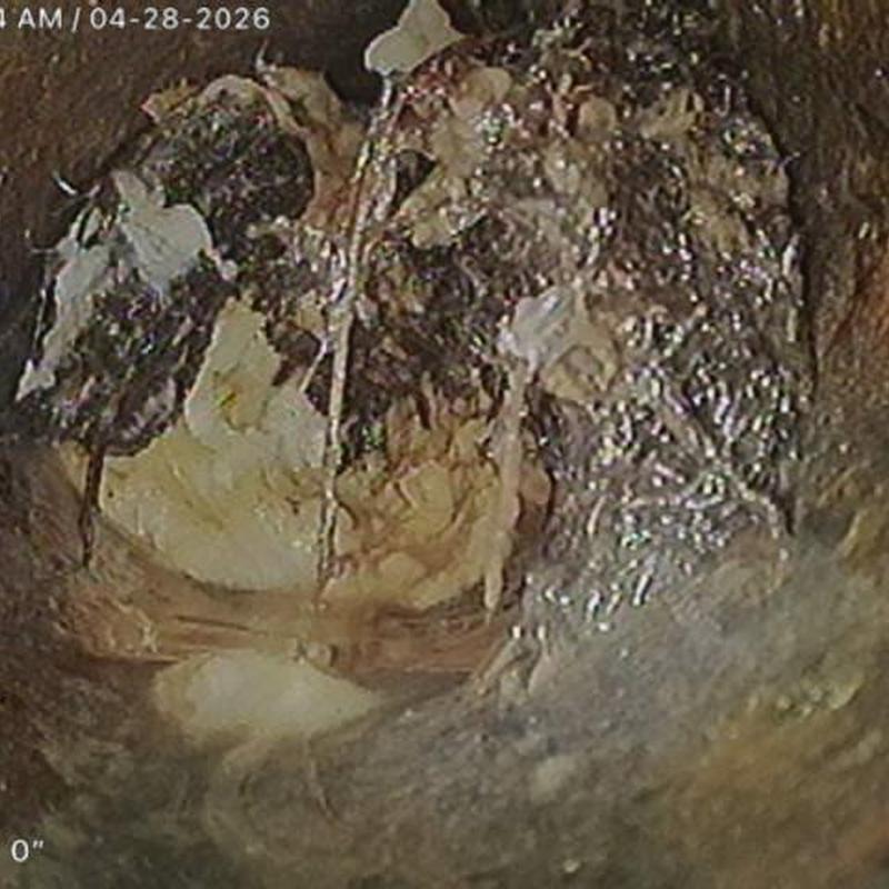 Broken sewer drain pipe with tree root intrusion