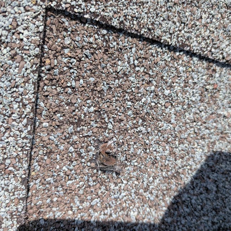 GAF pewter roof shingle with nail pop damage