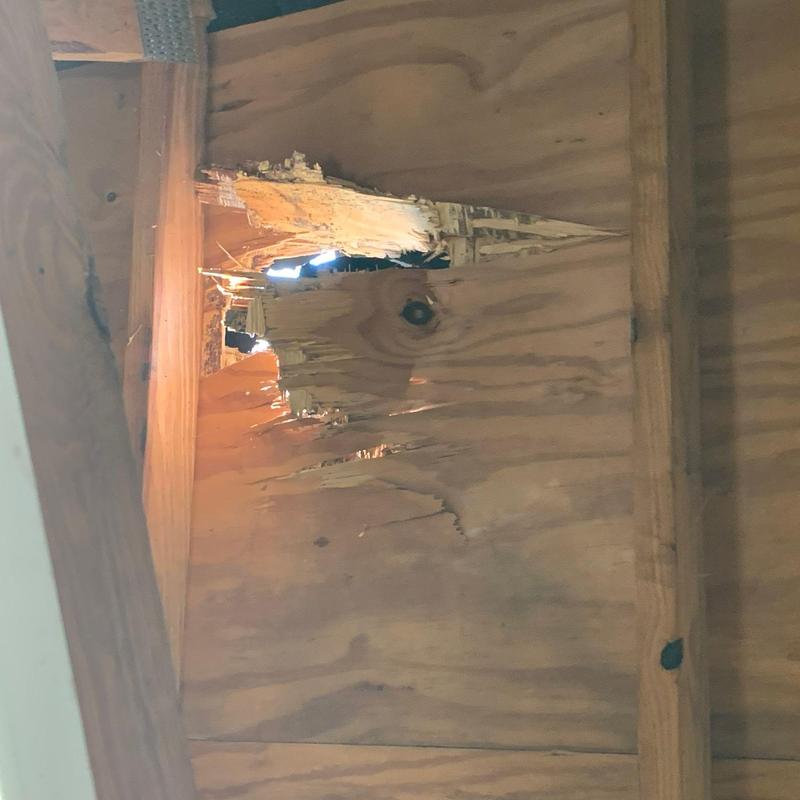 Plywood roof damage with hole from tree limb puncture