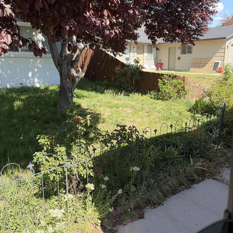 Water main underground near fenced yard and tree
