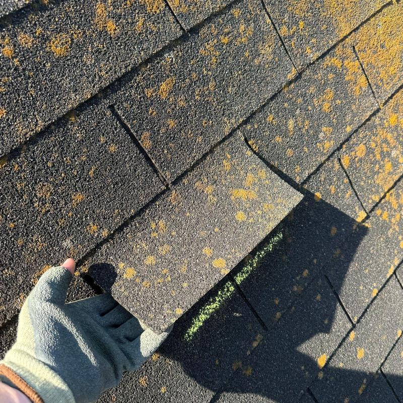 Asphalt shingles with hail damage and mold growth