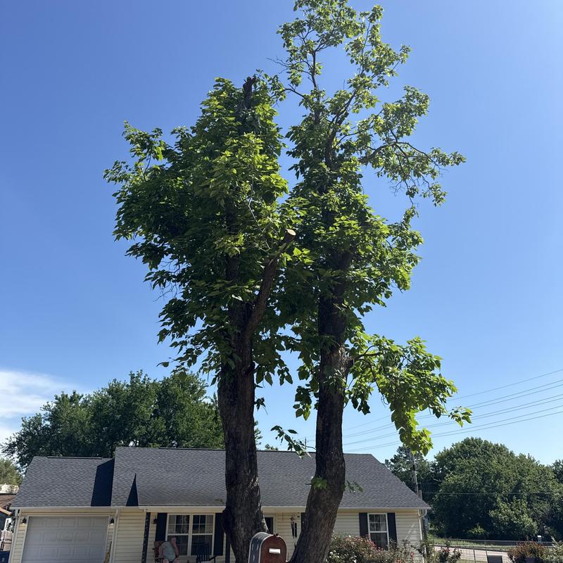 Hazardous tree with deadwood near residential house