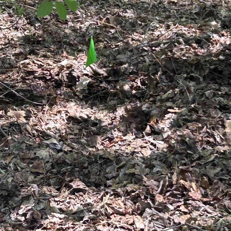 Sewer line ground access with green marker flag Sewer line ground access with green marker flag