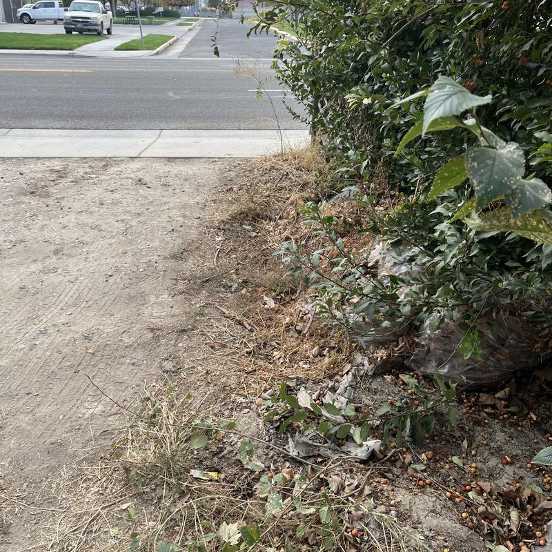 Sewer line area with debris and dry vegetation near street curb