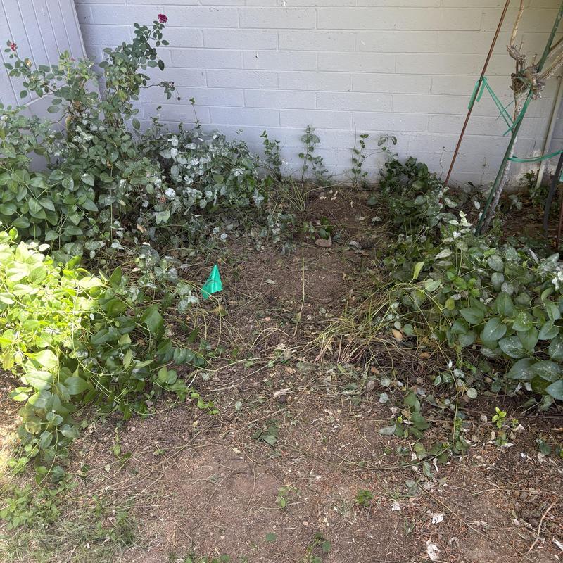 Main line sewer repair site with exposed soil and plants Main line sewer repair site with exposed soil and plants