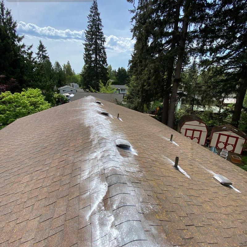 Roof ridge with moss treatment application on shingles