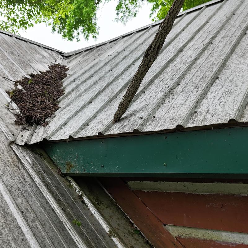 Metal roof panels with tree debris in roof valley Metal roof panels with tree debris in roof valley