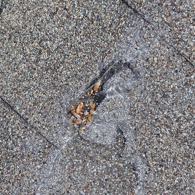 Hail-damaged asphalt roofing shingle close-up with granule loss