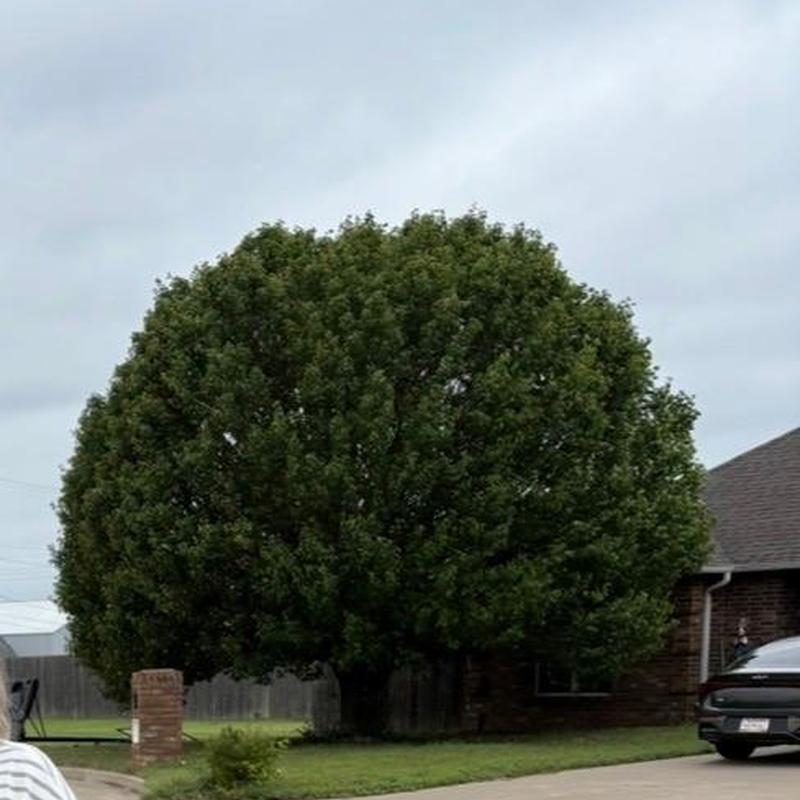 Bradford pear tree with full green canopy near driveway