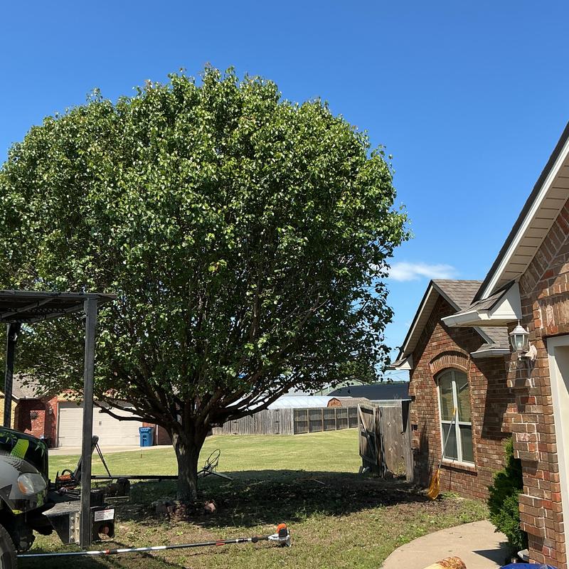 Bradford pear tree pruning with small tree removal