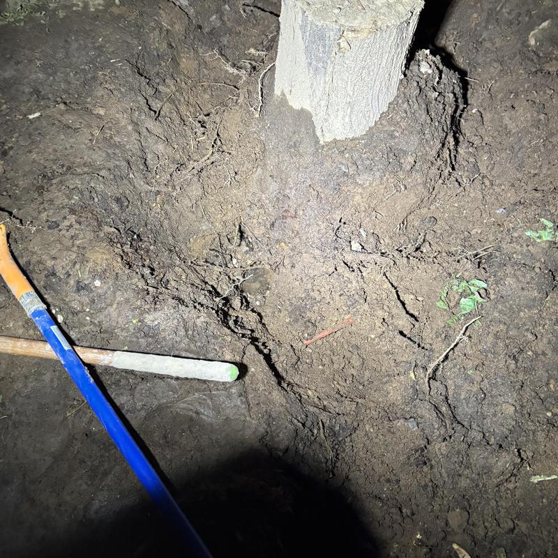 Water supply pipe near tree root in yard excavation