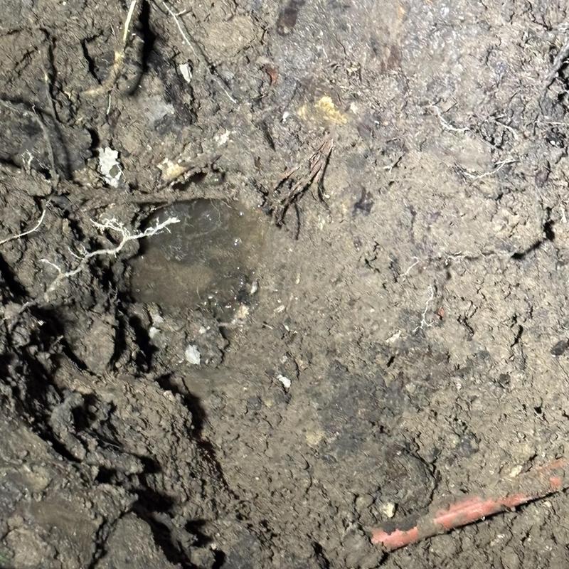 Yard water leak showing wet soil and dirt disturbance
