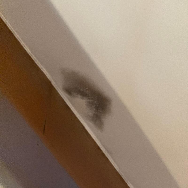 Wall corner with black mold damage near ceiling