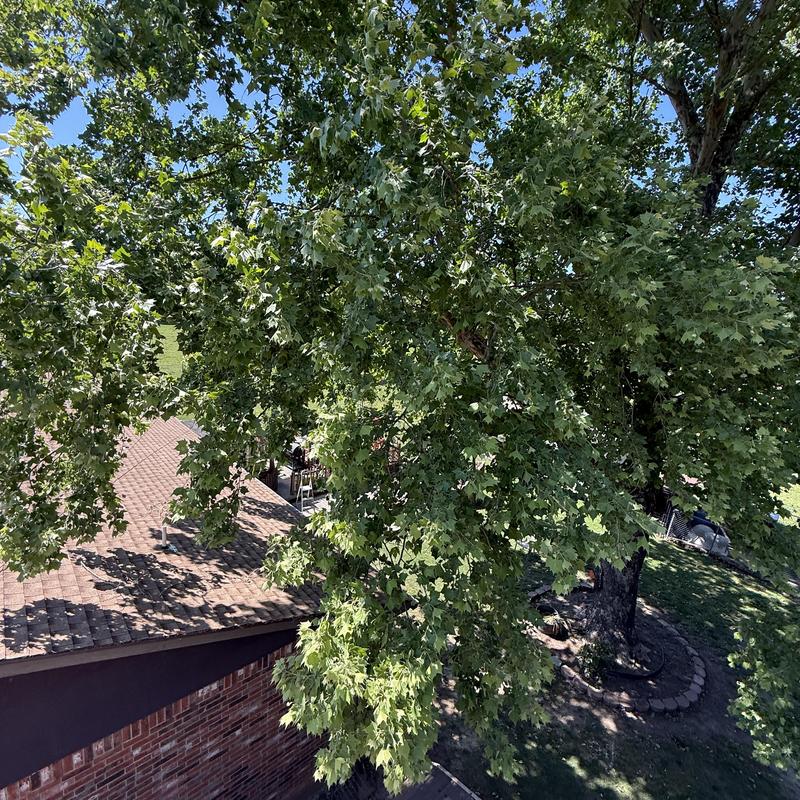 Tree limbs overhanging roof before trimming in Arpelar, OK