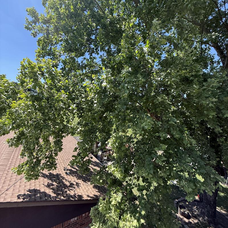 Overhanging tree branches above residential roof trimming