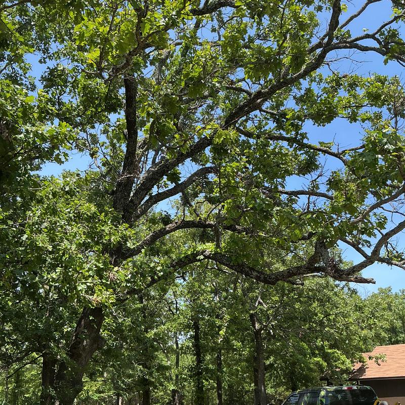 Oak tree near residential property for removal estimate Oak tree near residential property for removal estimate