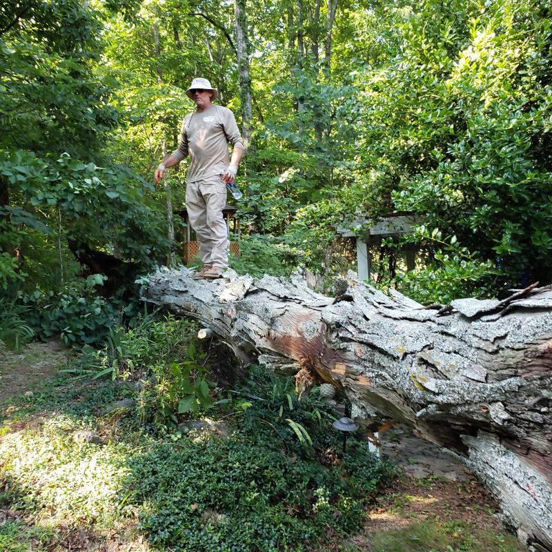 Fallen tree trunk in dense residential backyard Fallen tree trunk in dense residential backyard