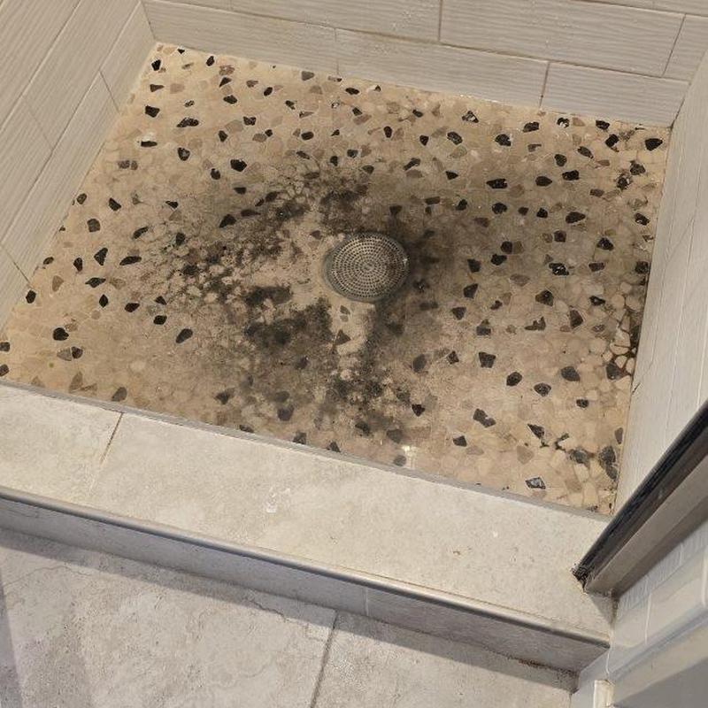 Shower drain with black mold buildup on floor tiles