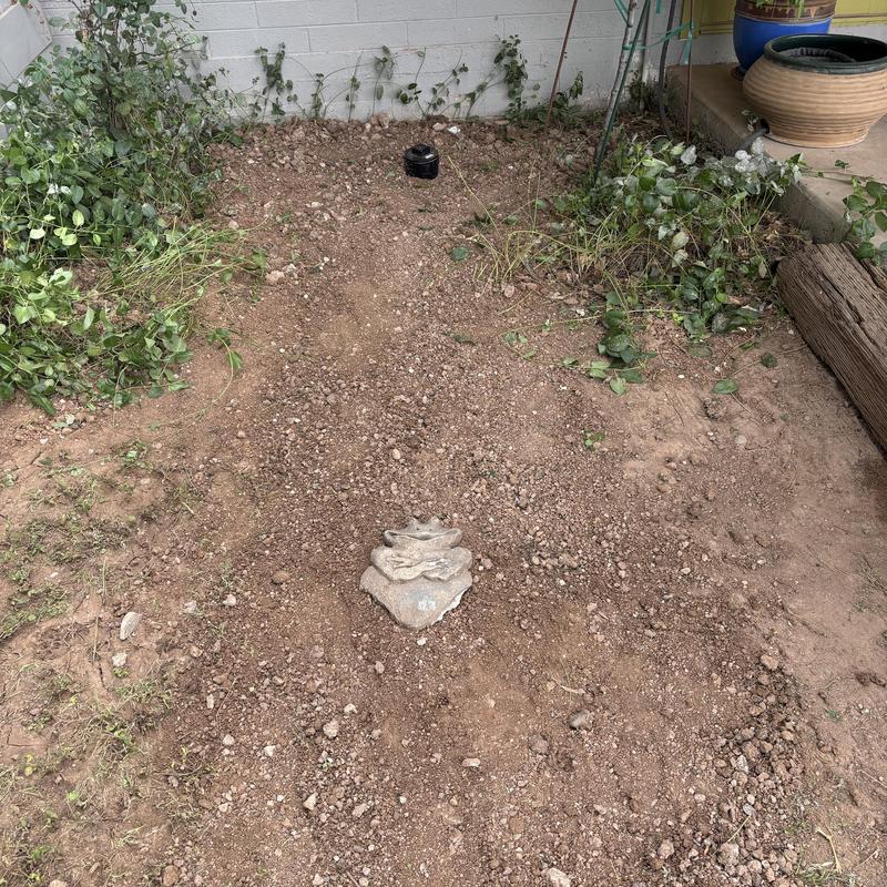 Main line sewer cleanout in backyard dirt patch Main line sewer cleanout in backyard dirt patch