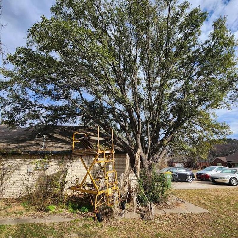 Tree roots near house foundation with removal platform