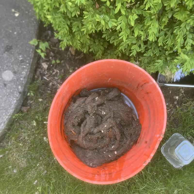 Septic tank contents in orange bucket outdoors
