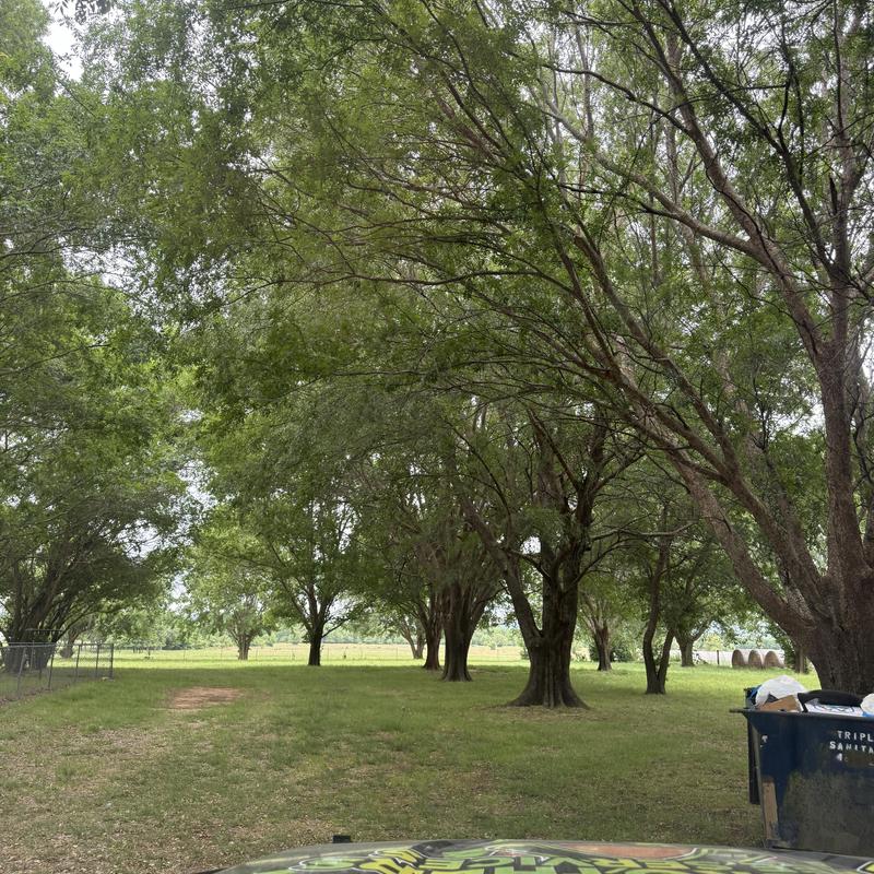 Large-scale tree trimming and removal site