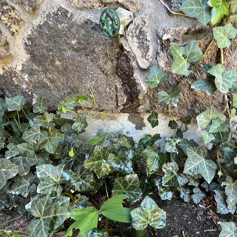 Outdoor hosebib valve on stone wall with ivy leaves